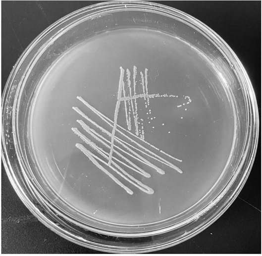 Salt-tolerant heterotrophic nitrification and aerobic denitrification bacterium and application thereof