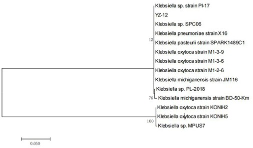 Salt-tolerant heterotrophic nitrification and aerobic denitrification bacterium and application thereof