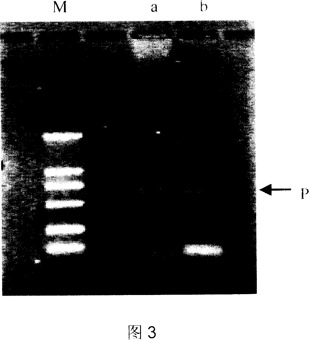 Magnetic nano particle compound for nucleic acid separation and its preparation method and uses