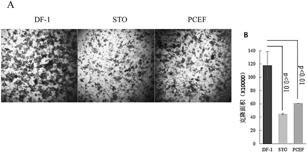 Method for in-vitro long-time stable culture of chicken embryonic stem cells