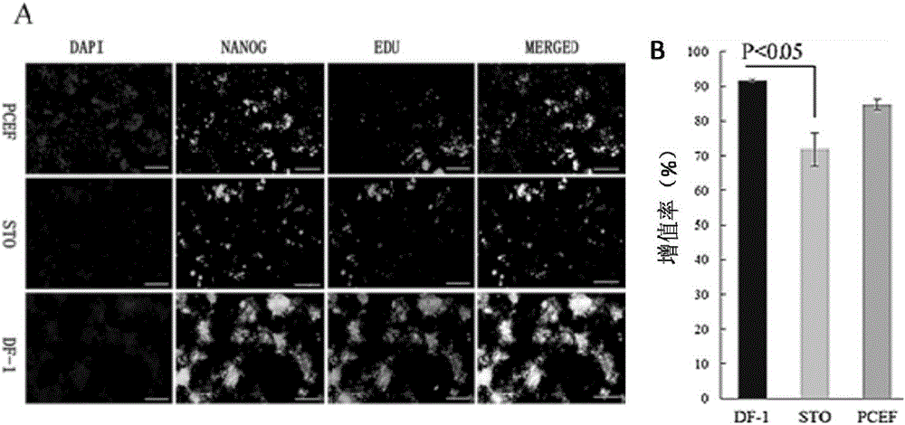 Method for in-vitro long-time stable culture of chicken embryonic stem cells