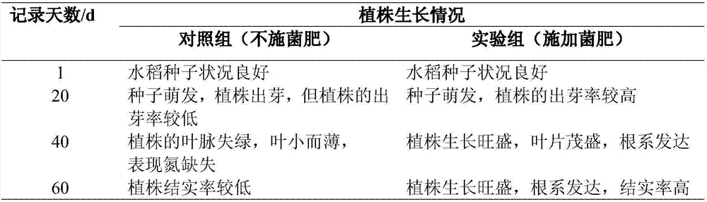 Microbial fertilizer for promoting rice to absorb nutrients, and preparation method of microbial fertilizer