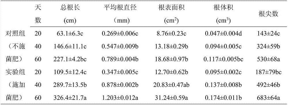 Microbial fertilizer for promoting rice to absorb nutrients, and preparation method of microbial fertilizer