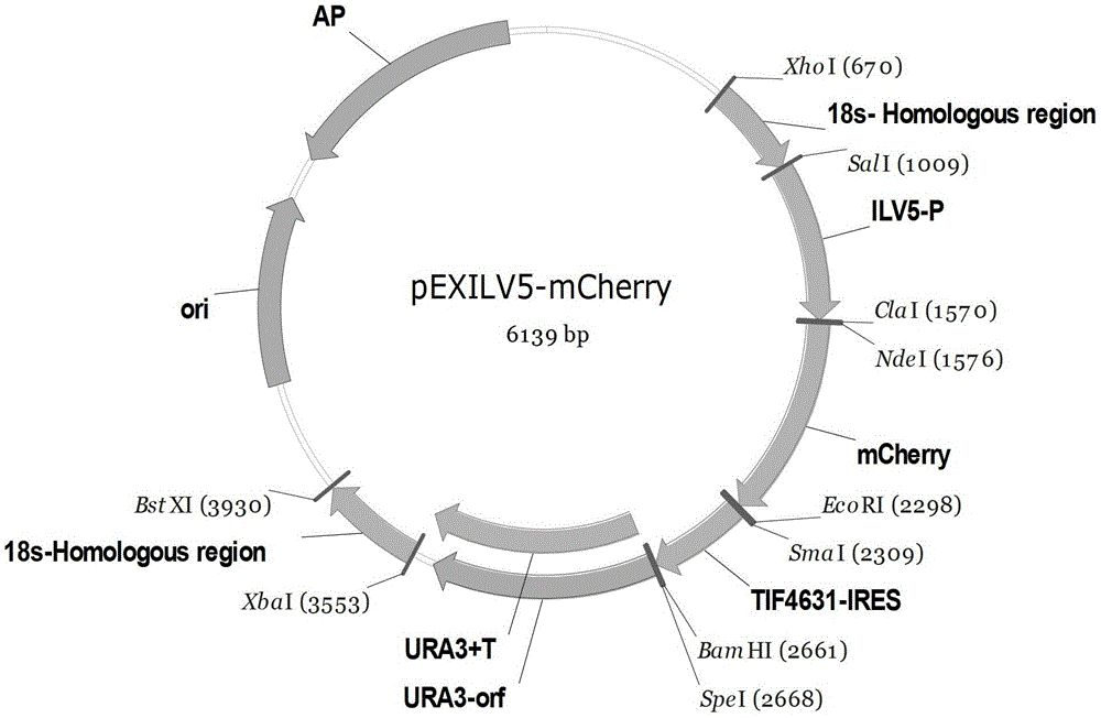 A Saccharomyces cerevisiae integrative expression vector