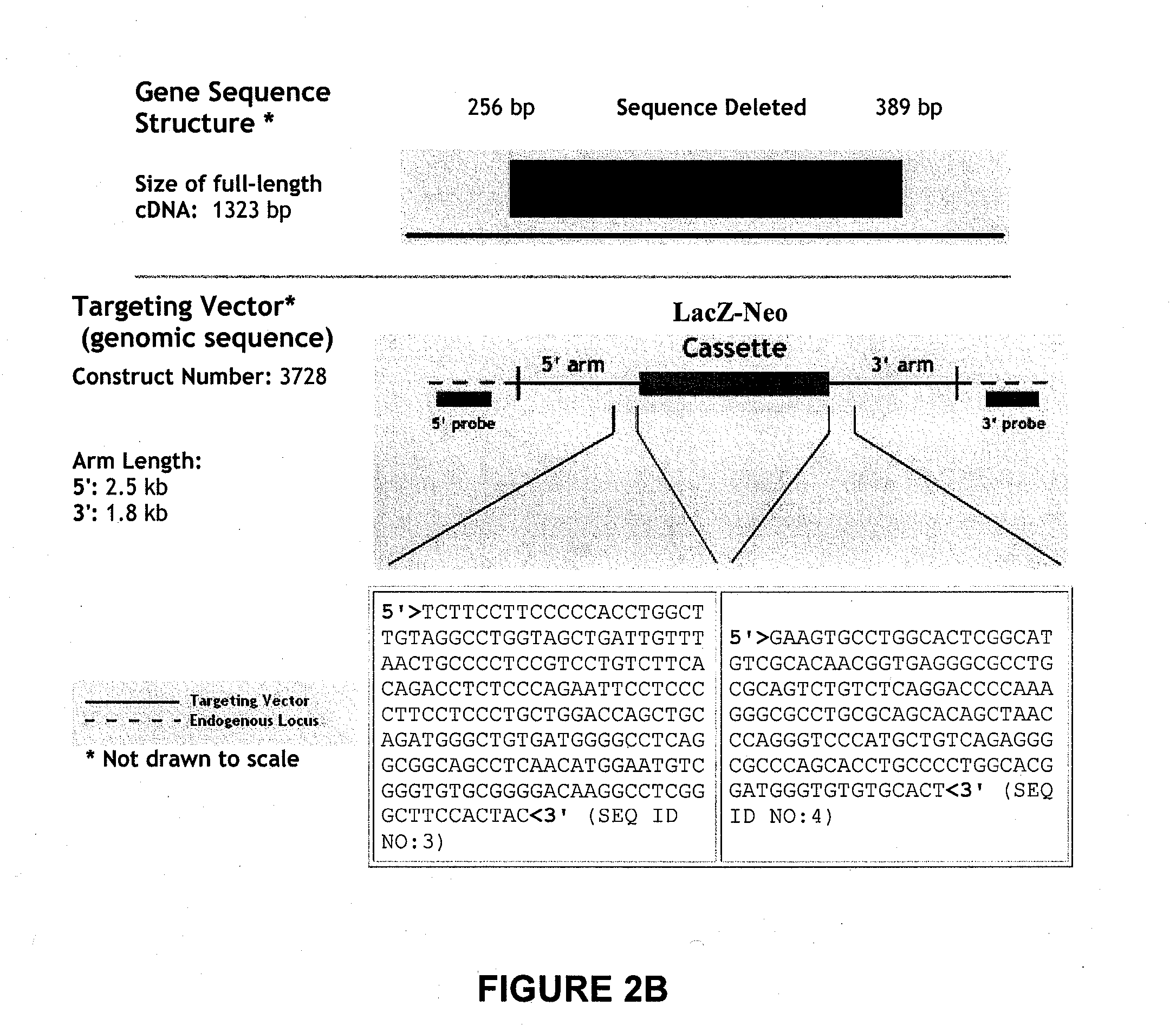 Proliferator-Activated Receptor Disruptions, Compositions and Methods Relating Thereto