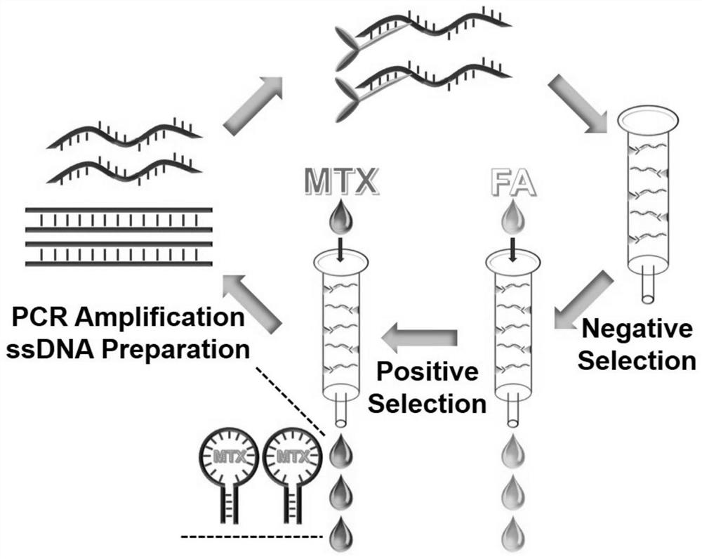 Aptamer of methotrexate, aptamer derivative and application of aptamer and aptamer derivative