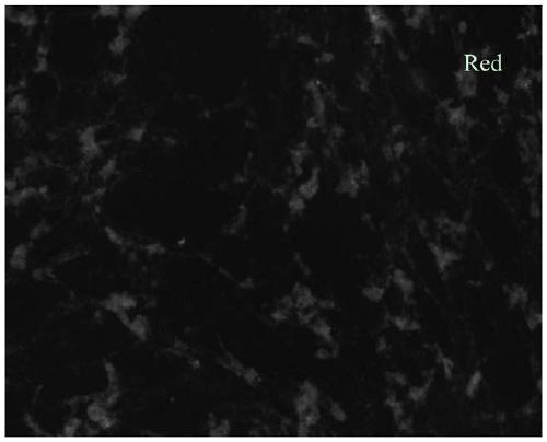 Mesenchymal stem cells tracked by fluorescent and mri dual image functional microspheres and its application