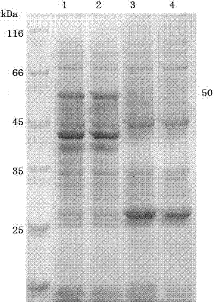 Diaminobutyrate-2-oxoglutarate transaminase and application thereof