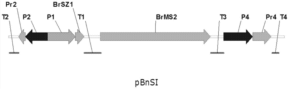 Establishment and application of new maintainer lines and sterile lines of plants