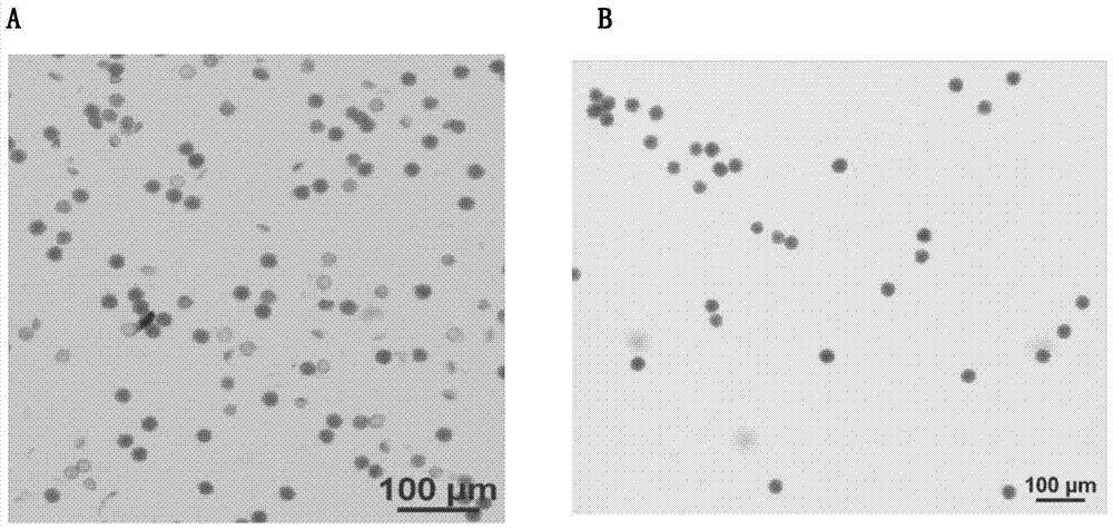 Establishment and application of new maintainer lines and sterile lines of plants