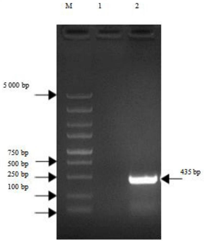 Soluble prokaryotic expression and purification method and application of cat interferon gamma