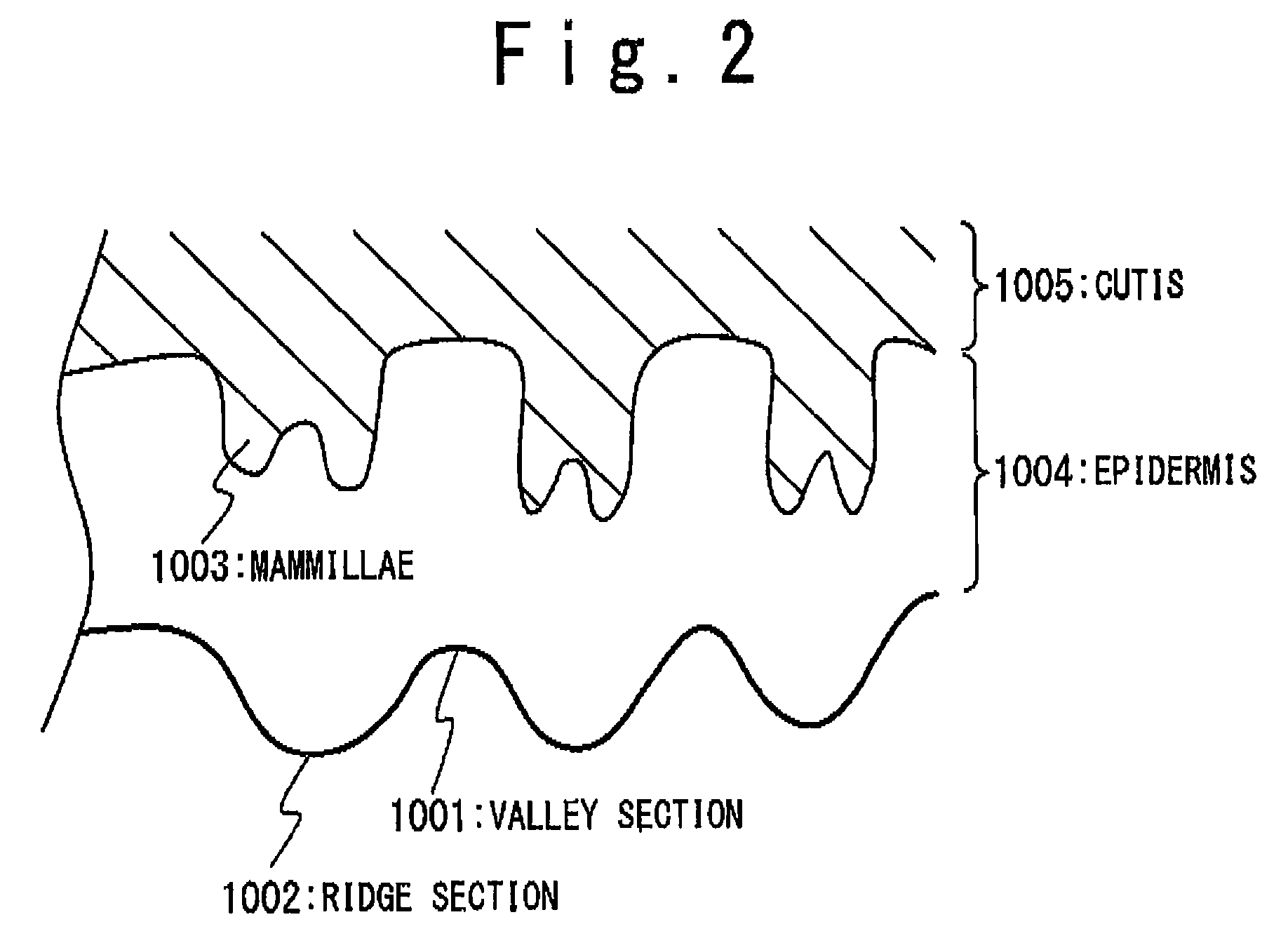 Image reading apparatus for feature image of live body