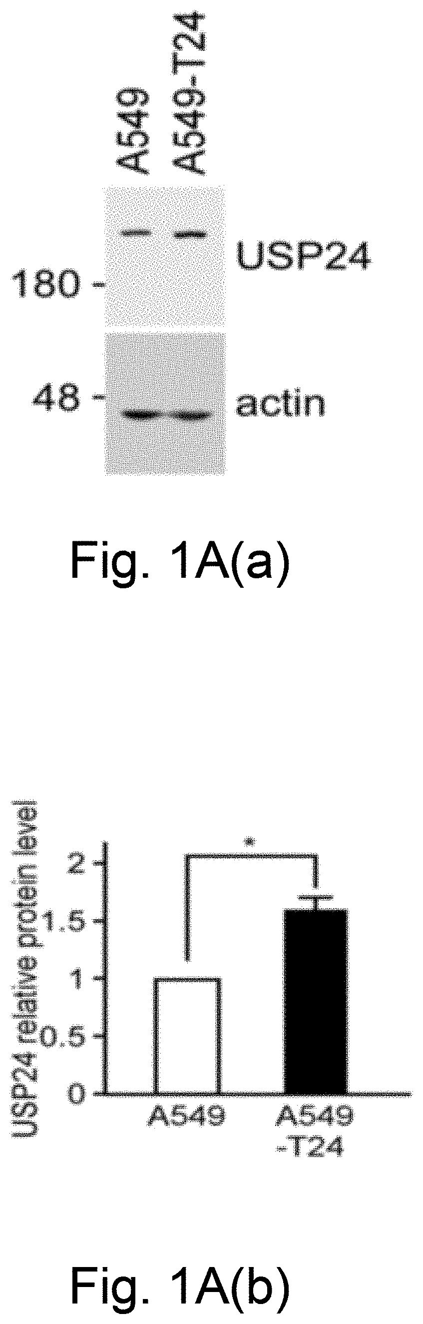 Ubiquitin-specific peptidase 24 inhibitor, medicinal composition and method of delaying or reversing multidrug resistance in cancers using the same