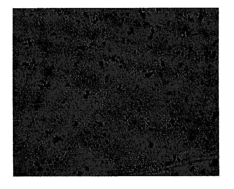 Fe4O3 surface modification method and preparation method of polystyrene magnetic microsphere