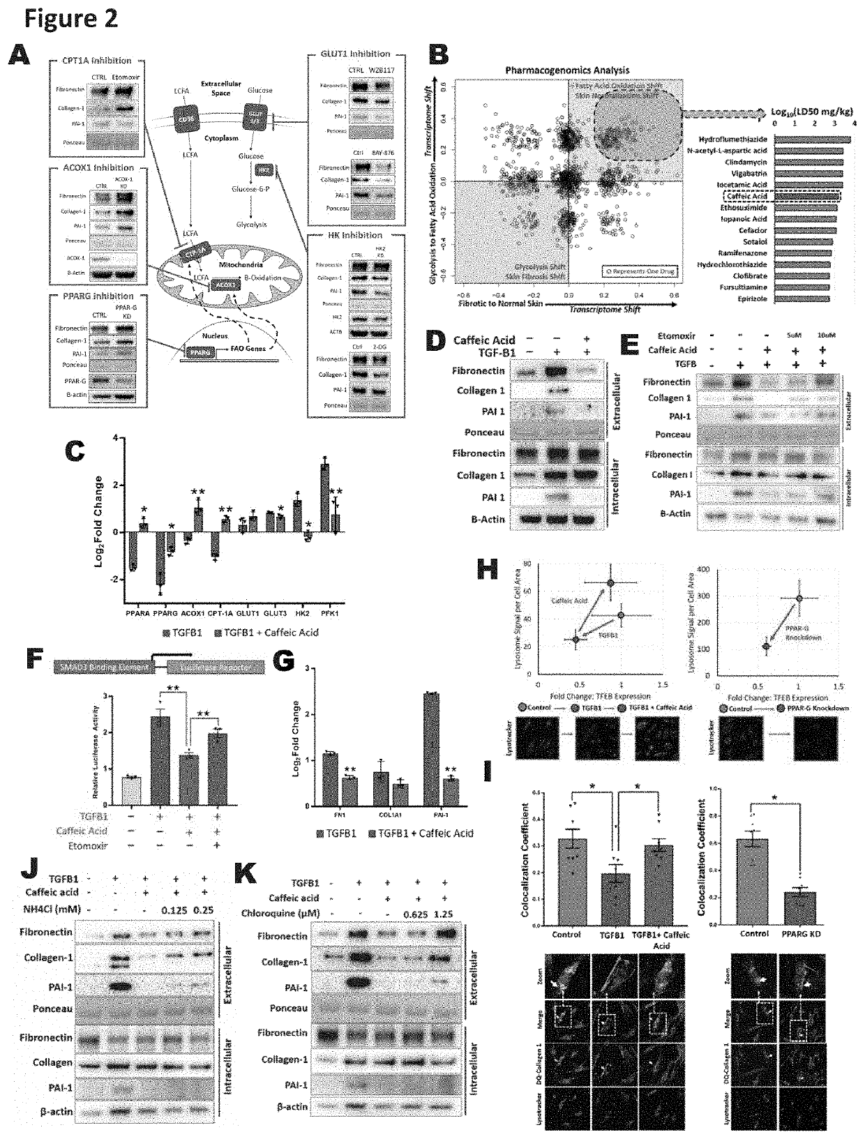 Composition and methods for regulating extracellular matrix accumulation