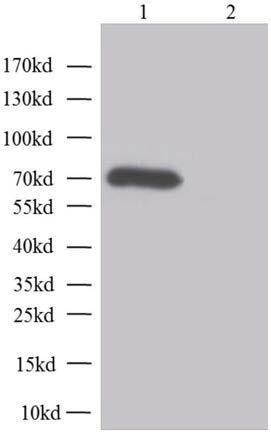 Monoclonal antibody against h7n9 virus