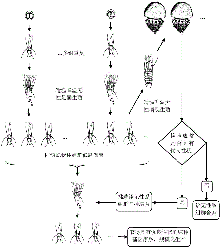 A kind of breeding method of jellyfish vegetative breeding