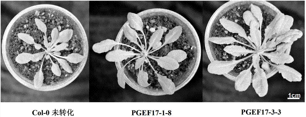 Eucalyptus PGEF17 gene, and plant expression vector, host cell and application thereof
