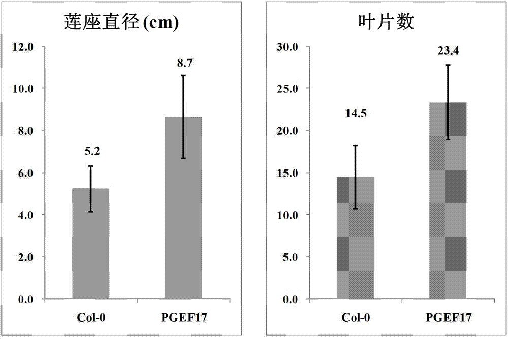 Eucalyptus PGEF17 gene, and plant expression vector, host cell and application thereof