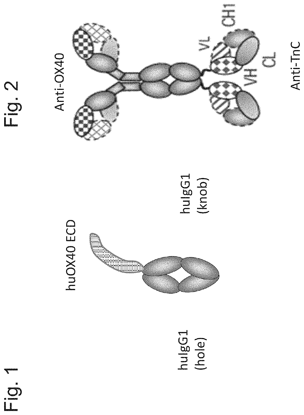 Bispecific antigen binding molecule for a costimulatory TNF receptor