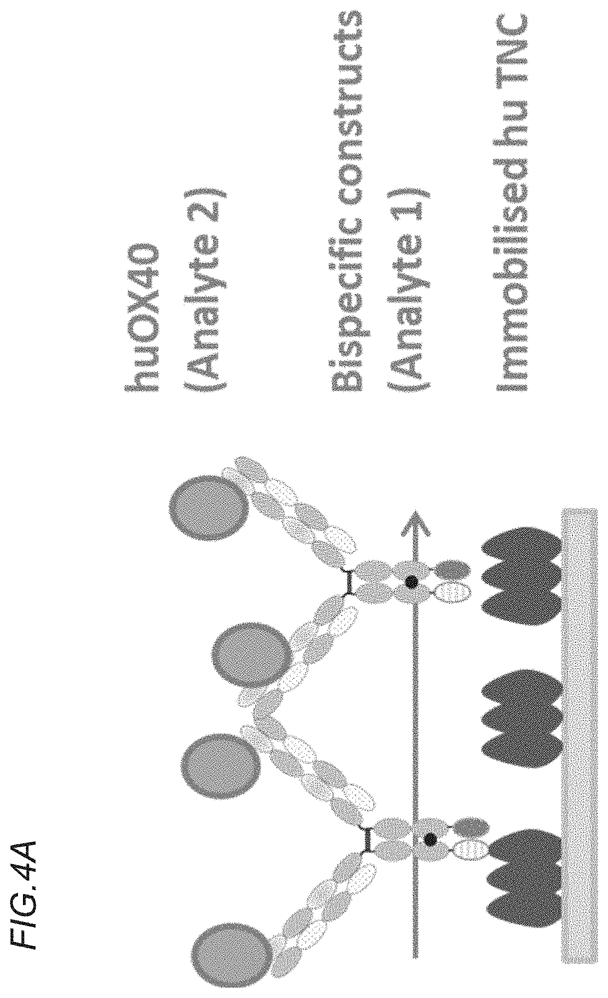 Bispecific antigen binding molecule for a costimulatory TNF receptor