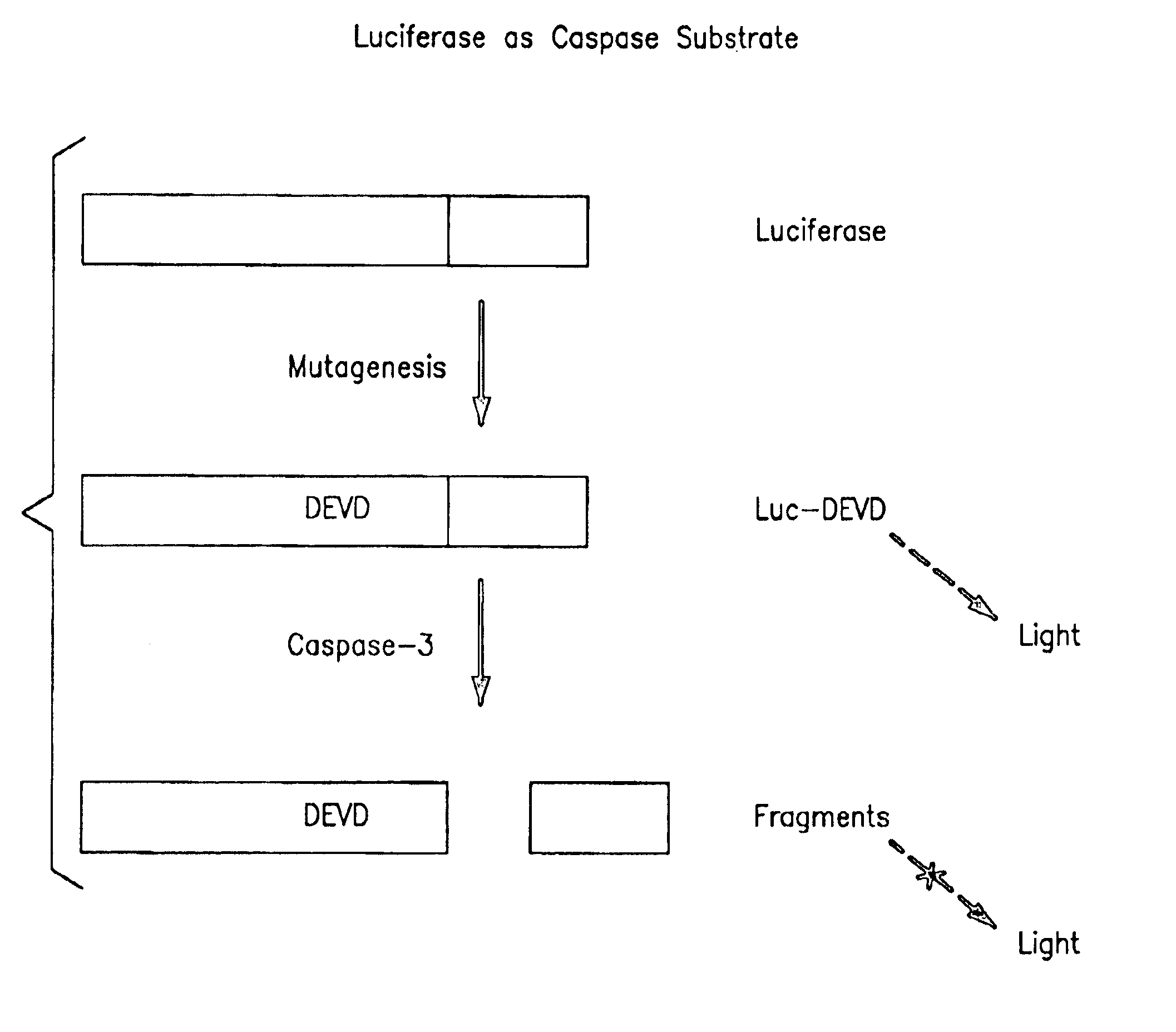 Protease specific cleavable luciferases and methods of use thereof