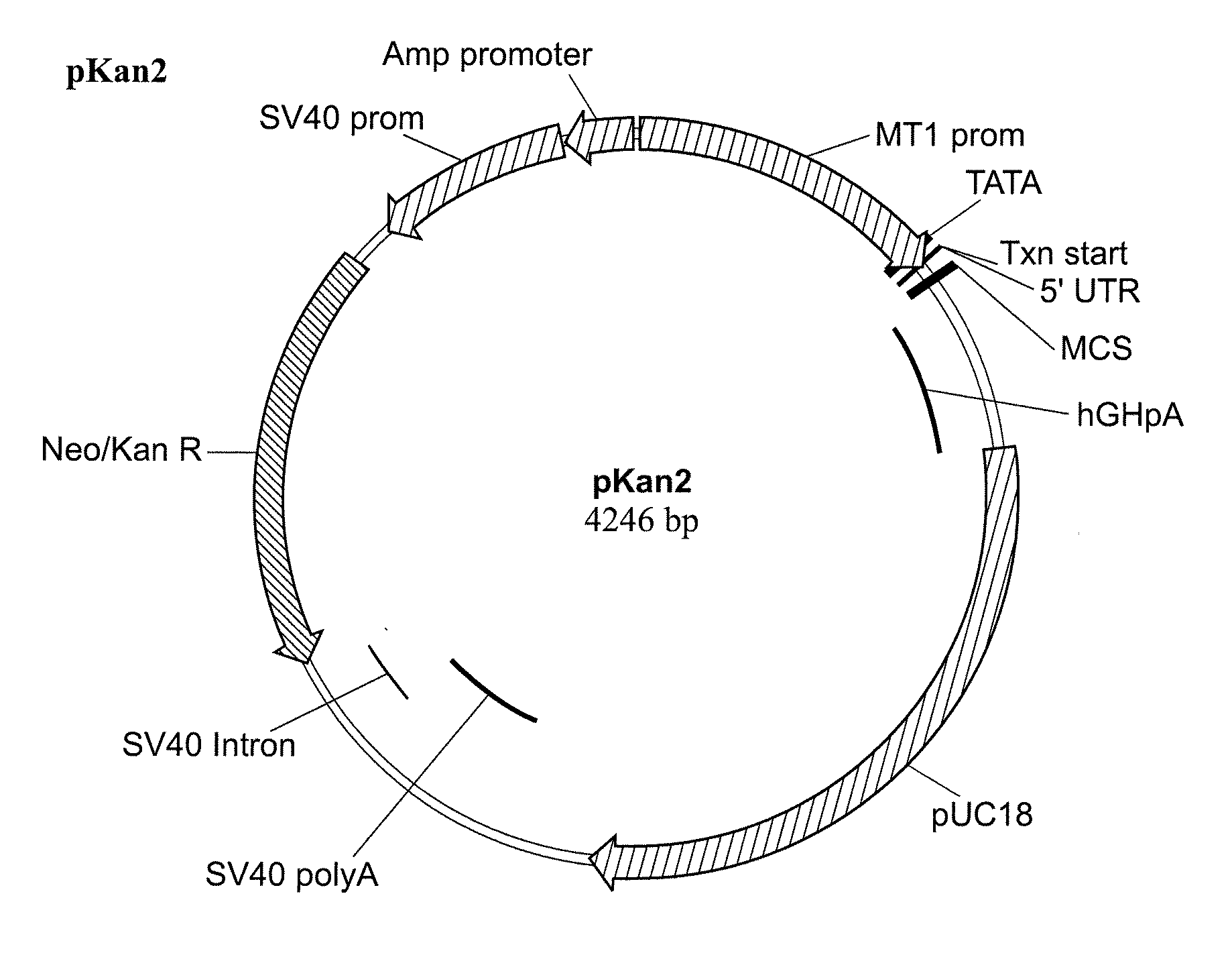Use of PEDF in an Encapsulated Cell-Based Delivery System