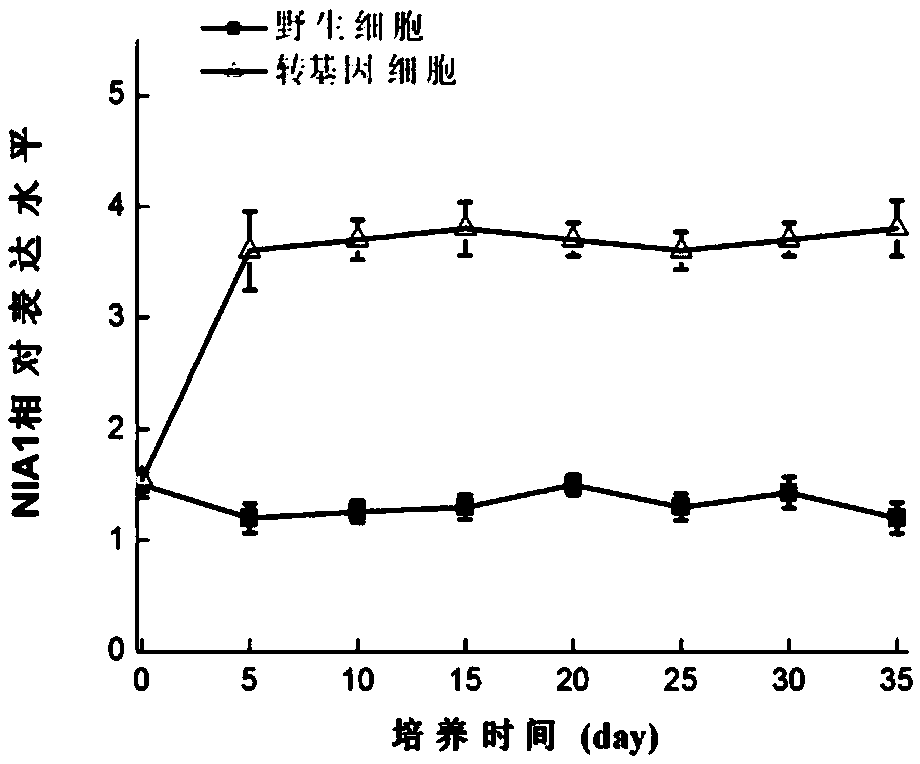 Application of plant NIA1 gene in increasing content of flavone and content of lactone of ginkgoes