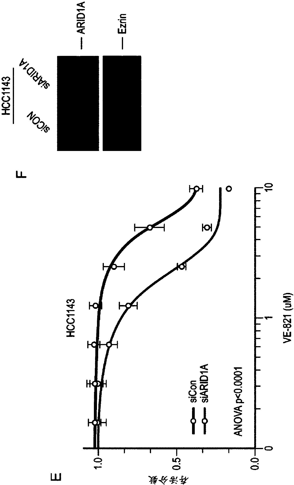 Inhibitors of ataxia-telangiectasia mutated and rad3-related protein kinase (ATR) for use in methods of treating cancer