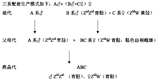 A kind of cultivation method of slaughter type high-quality chilled fresh chicken