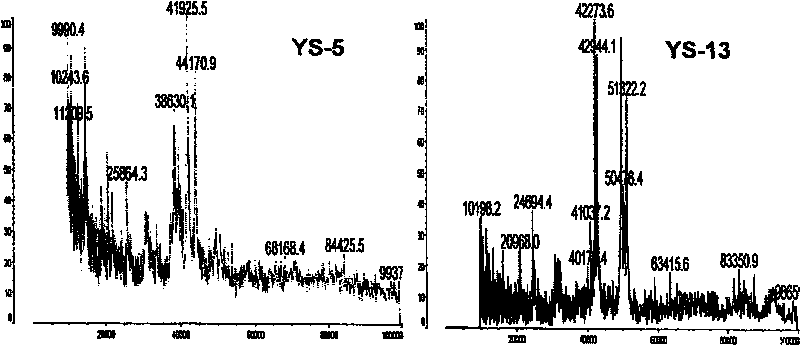 Mass spectrum method for identifying low-molecular-weight glutenin subunit of wheat