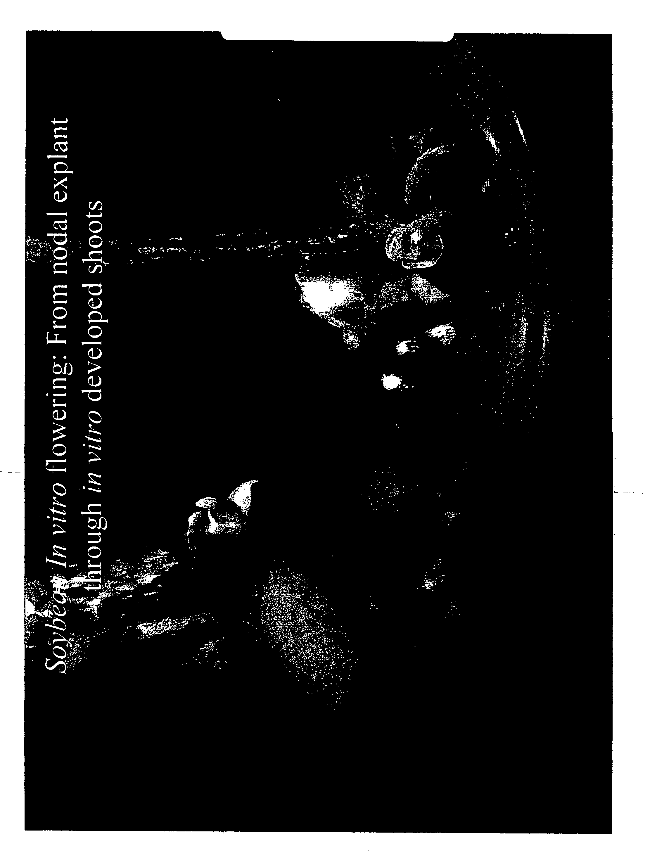 Method for producing direct in vitro flowering and viable seed from cotyledon, radicle, and leaf explants, and plants produced therefrom