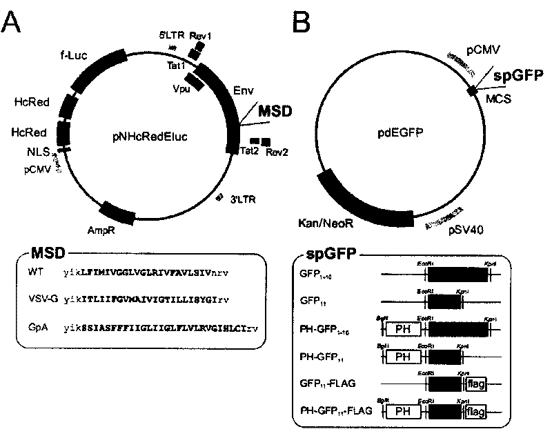 Combination of fusion protein for separating fluorescent protein, expression vector and application thereof