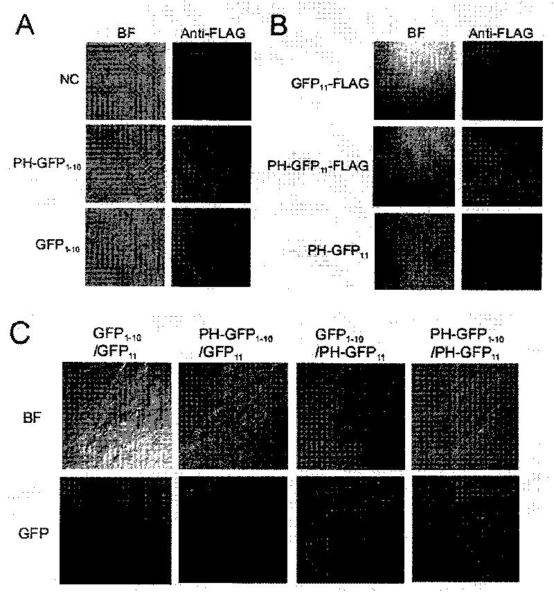 Combination of fusion protein for separating fluorescent protein, expression vector and application thereof