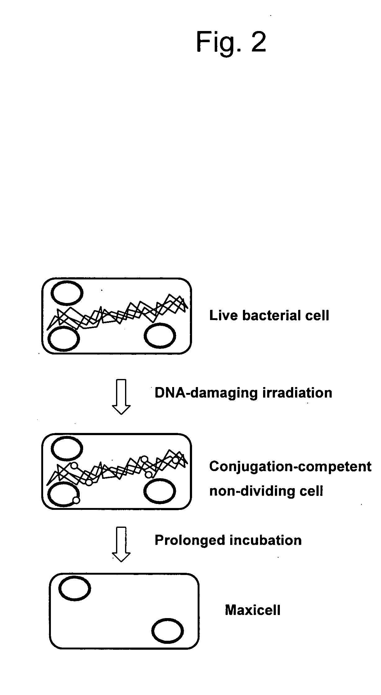 Non-dividing donor cells for gene transfer