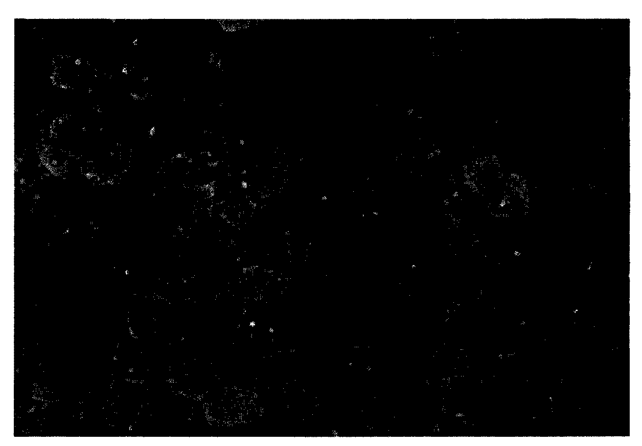 Method for synthesizing nano cerium oxide with different morphologies by hydrothermal method