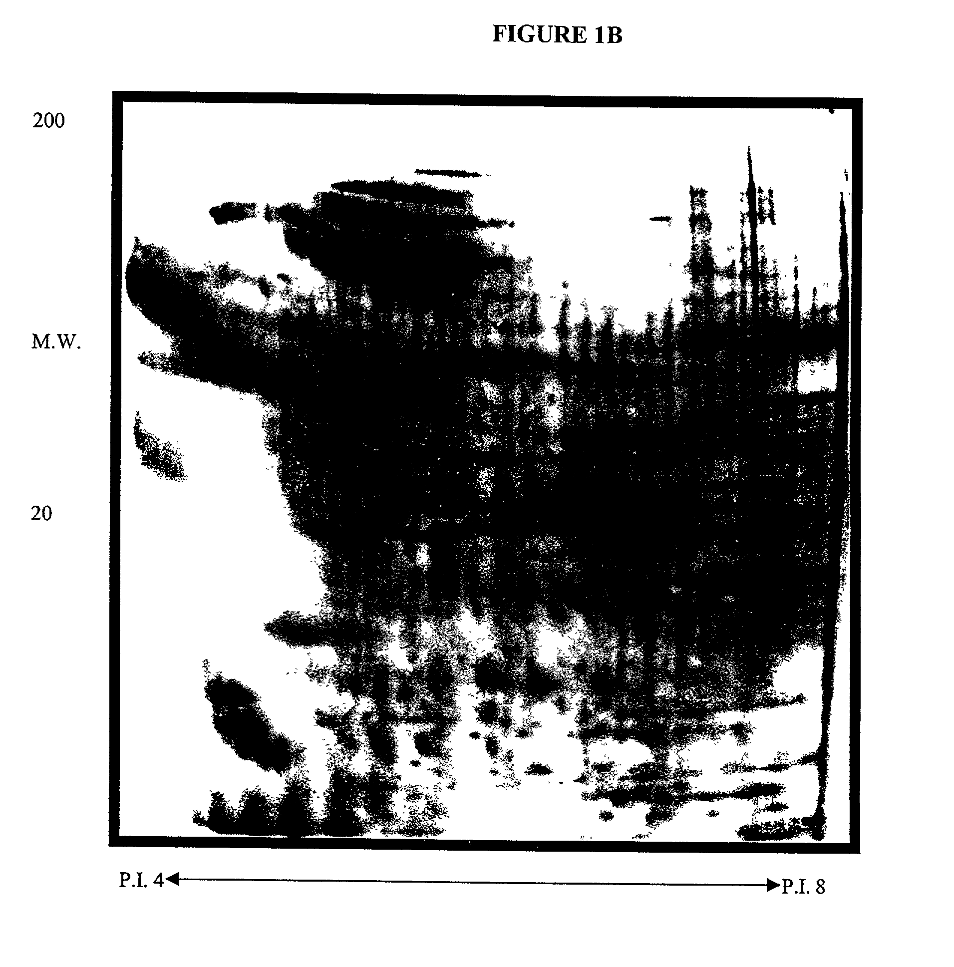 Systems and methods for the analysis of proteins