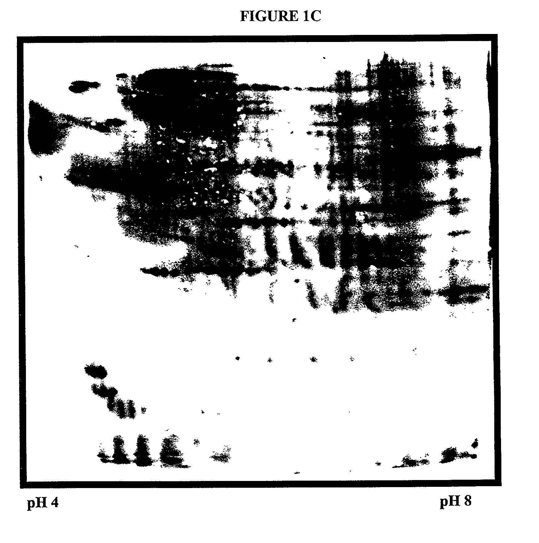 Systems and methods for the analysis of proteins