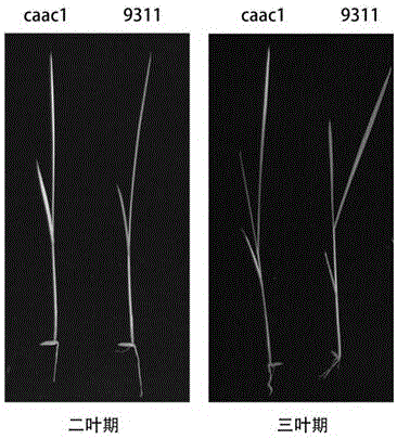 Rice seedling stage leaf albino trait gene Oscaacl and application thereof