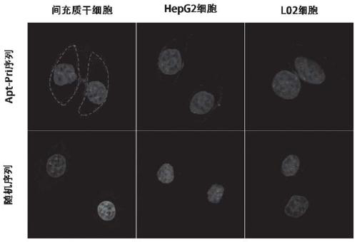 Method for nondestructive analysis of mesenchymal stem cell membrane protein