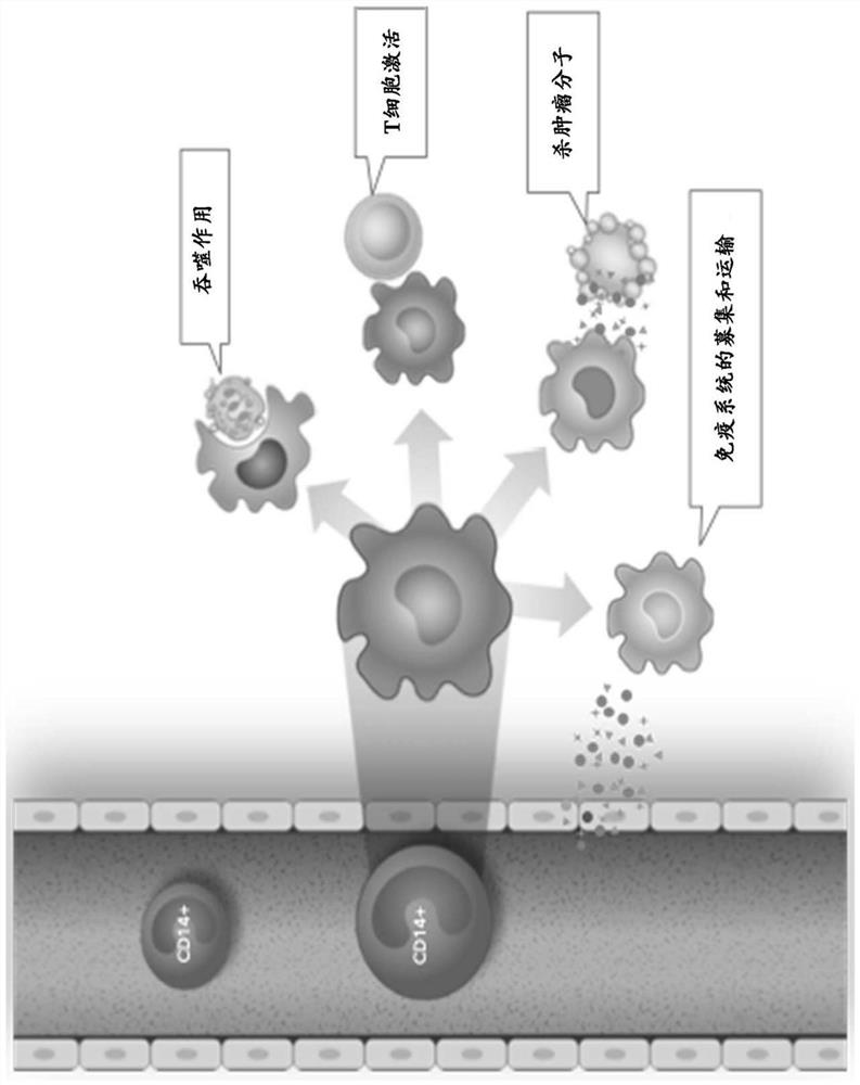 Engineered chimeric fusion protein compositions and methods of use thereof