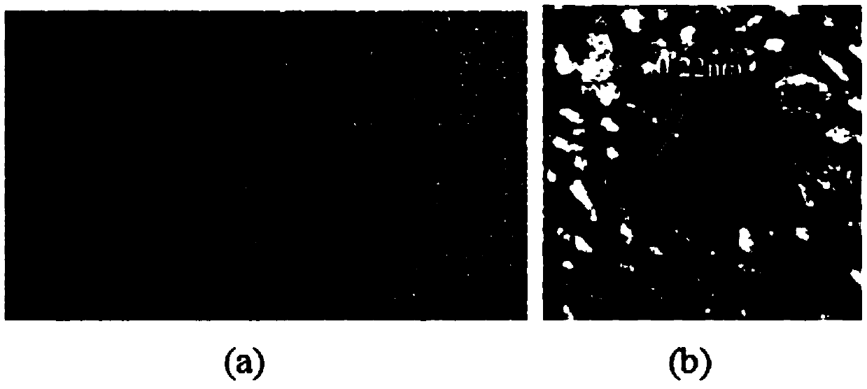 Near-infrared luminous biomass quantum dots and NIR ratio fluorescent probe, and preparation method and application of biomass quantum dots and fluorescent probe