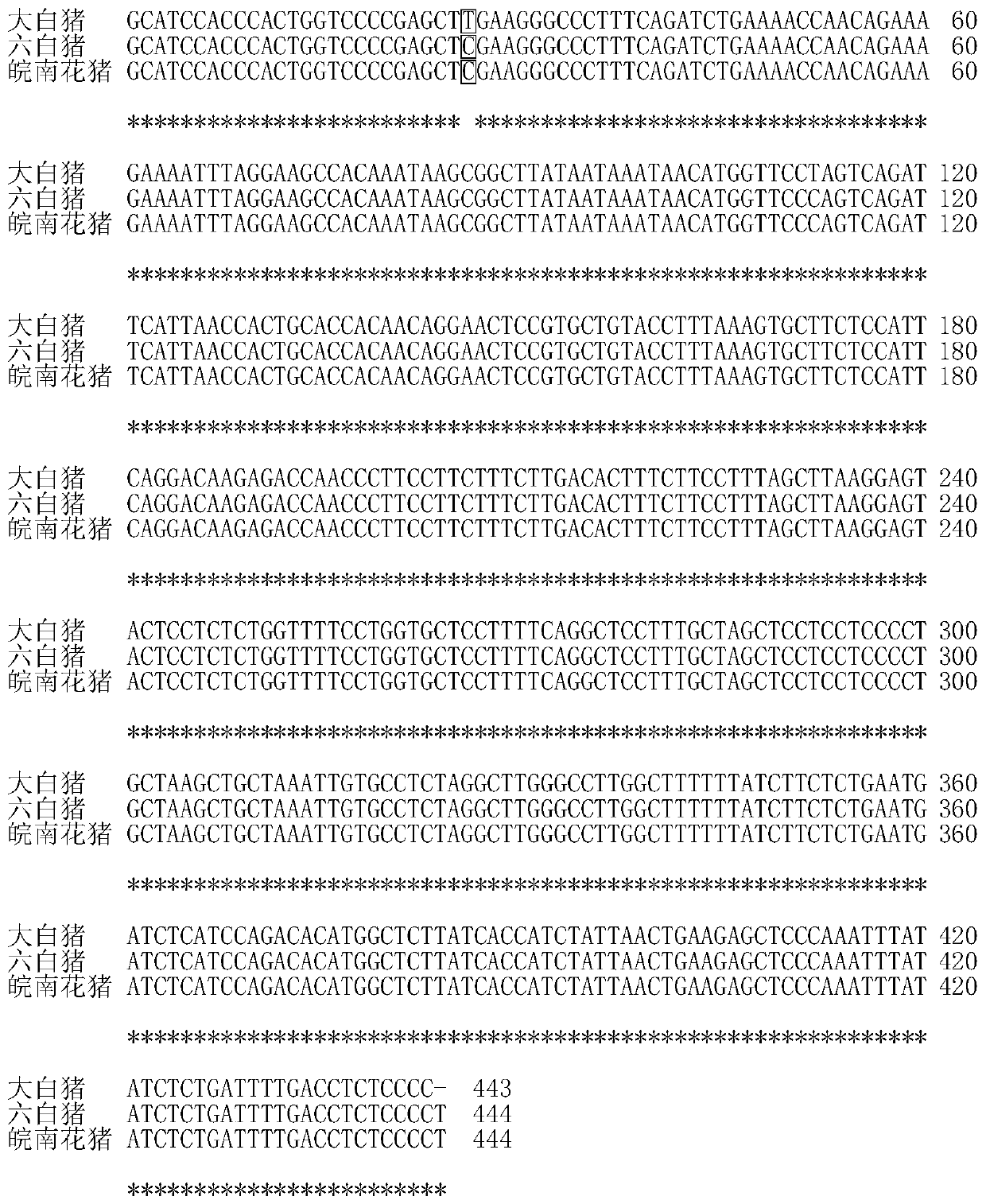 Pig 5-aminolevulinic acid synthase 1 gene as genetic marker of pig litter size traits and application thereof
