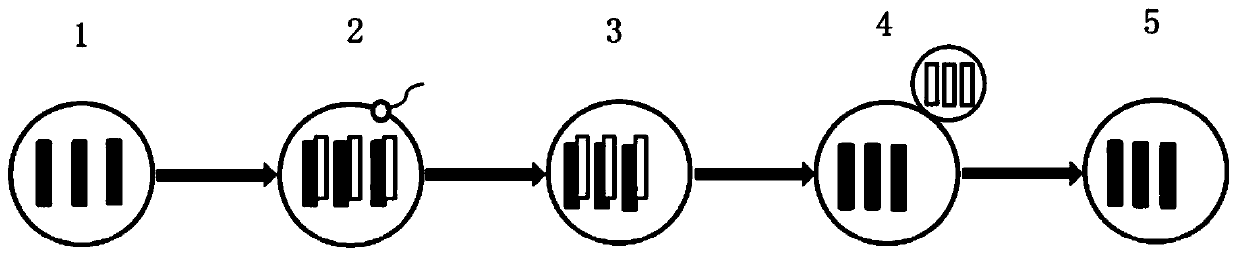 A kind of preparation method of Hong Kong oyster tetraploid larvae