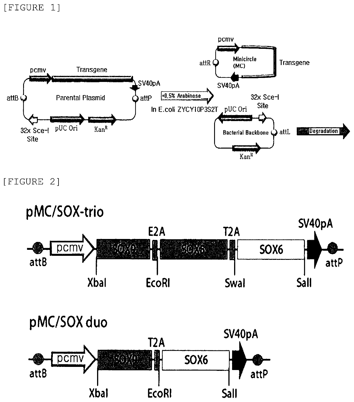 Nonviral minicircle vector carrying SOX gene and construction method therefor