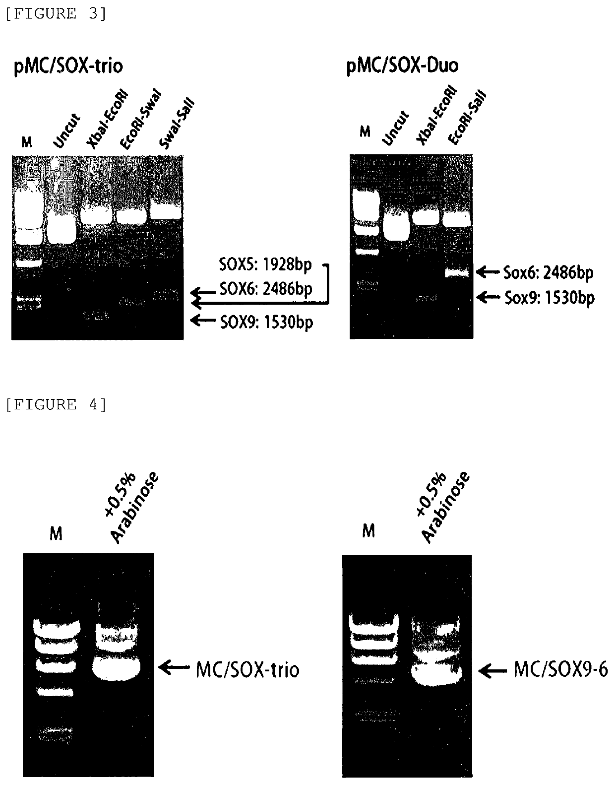 Nonviral minicircle vector carrying SOX gene and construction method therefor