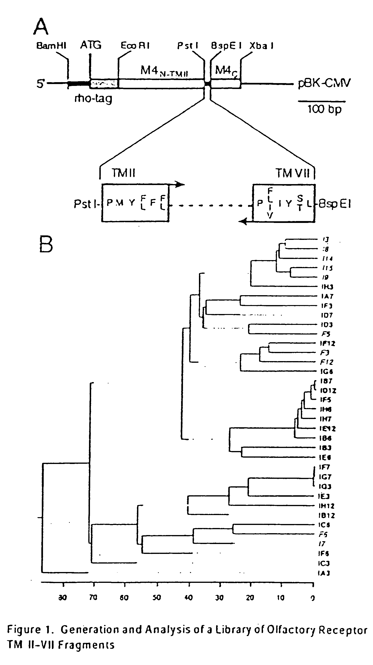 Olfactory receptor expression libraries and methods of making and using them