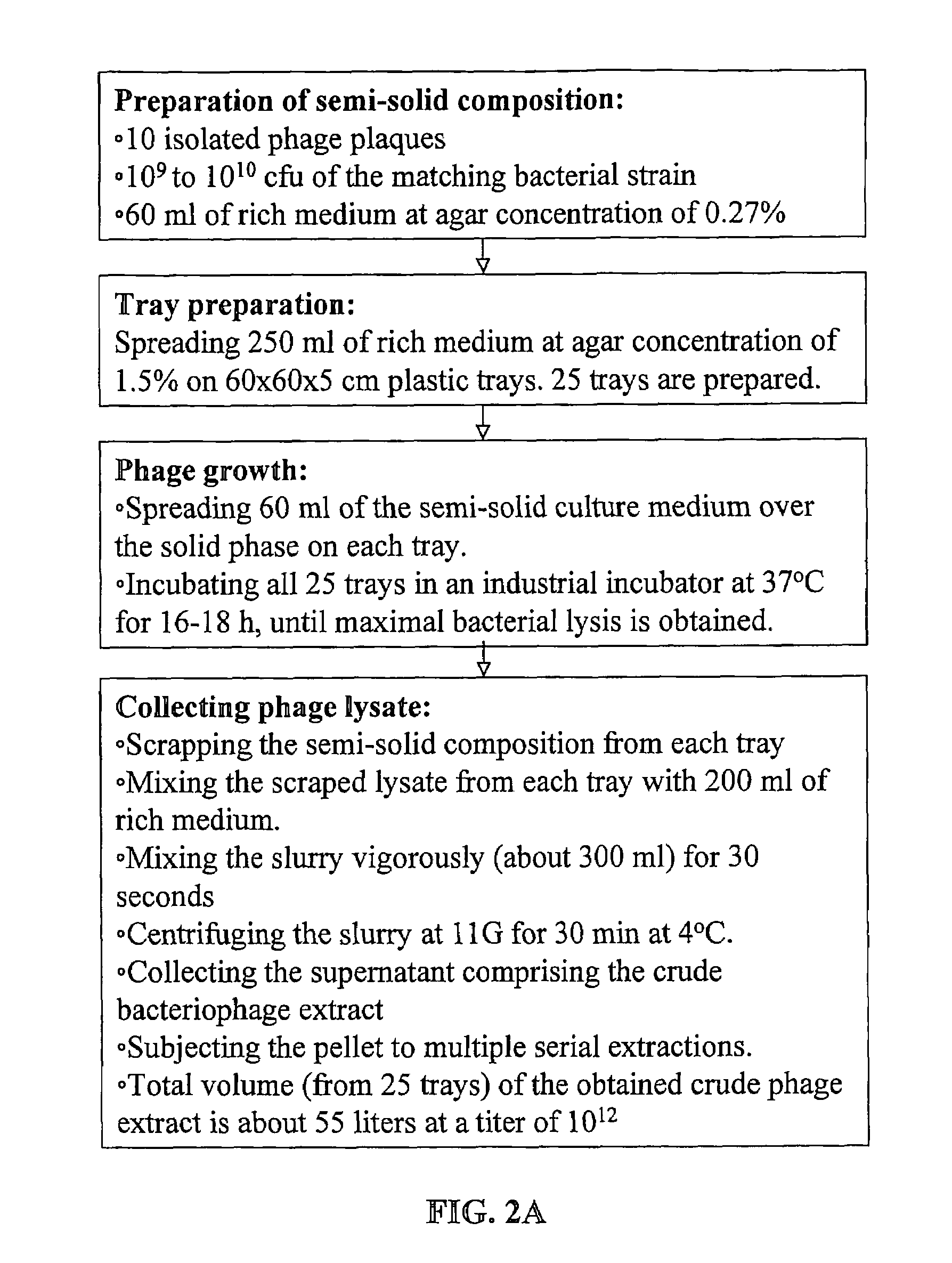 Production of bacteriophage compositions for use in phage therapy