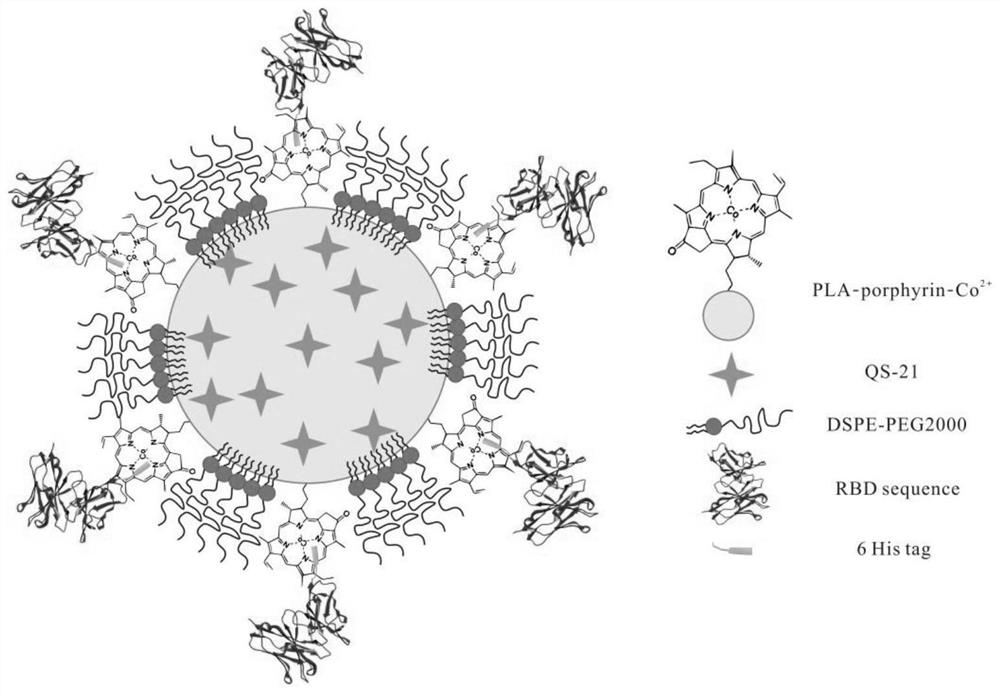 Novel coronavirus subprotein nano vaccine and preparation method and application thereof