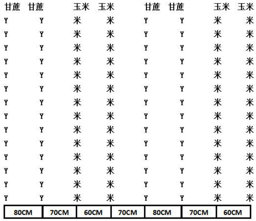 Mechanical sugarcane and corn interplanting method